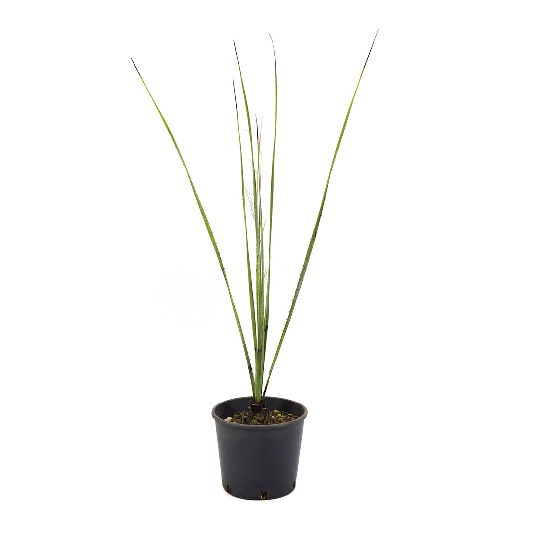 Dasylirion wheeleri - blu dasilirion (Vaso 18 cm)