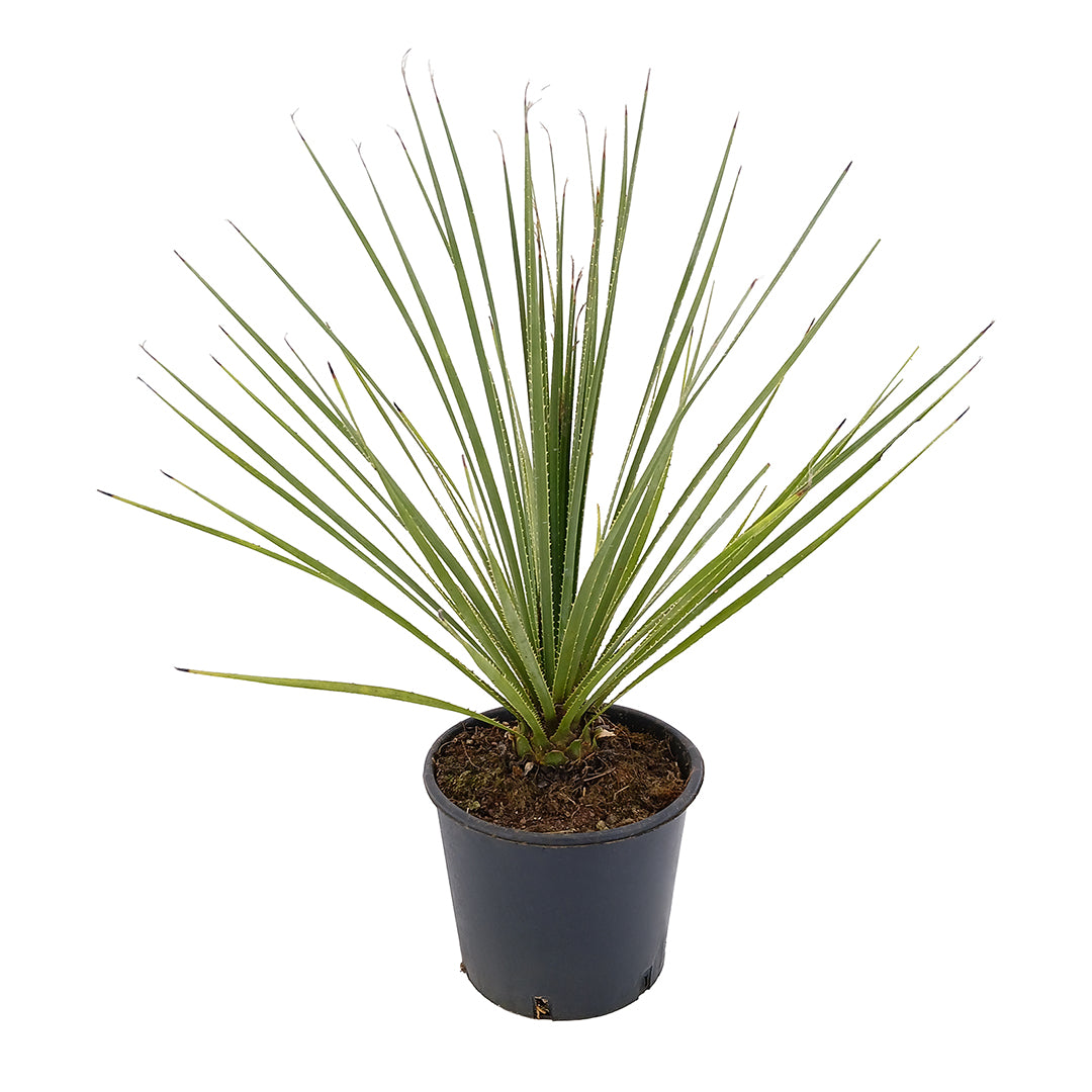 Dasylirion berlandieri - dasilirio (Vaso 18 cm)