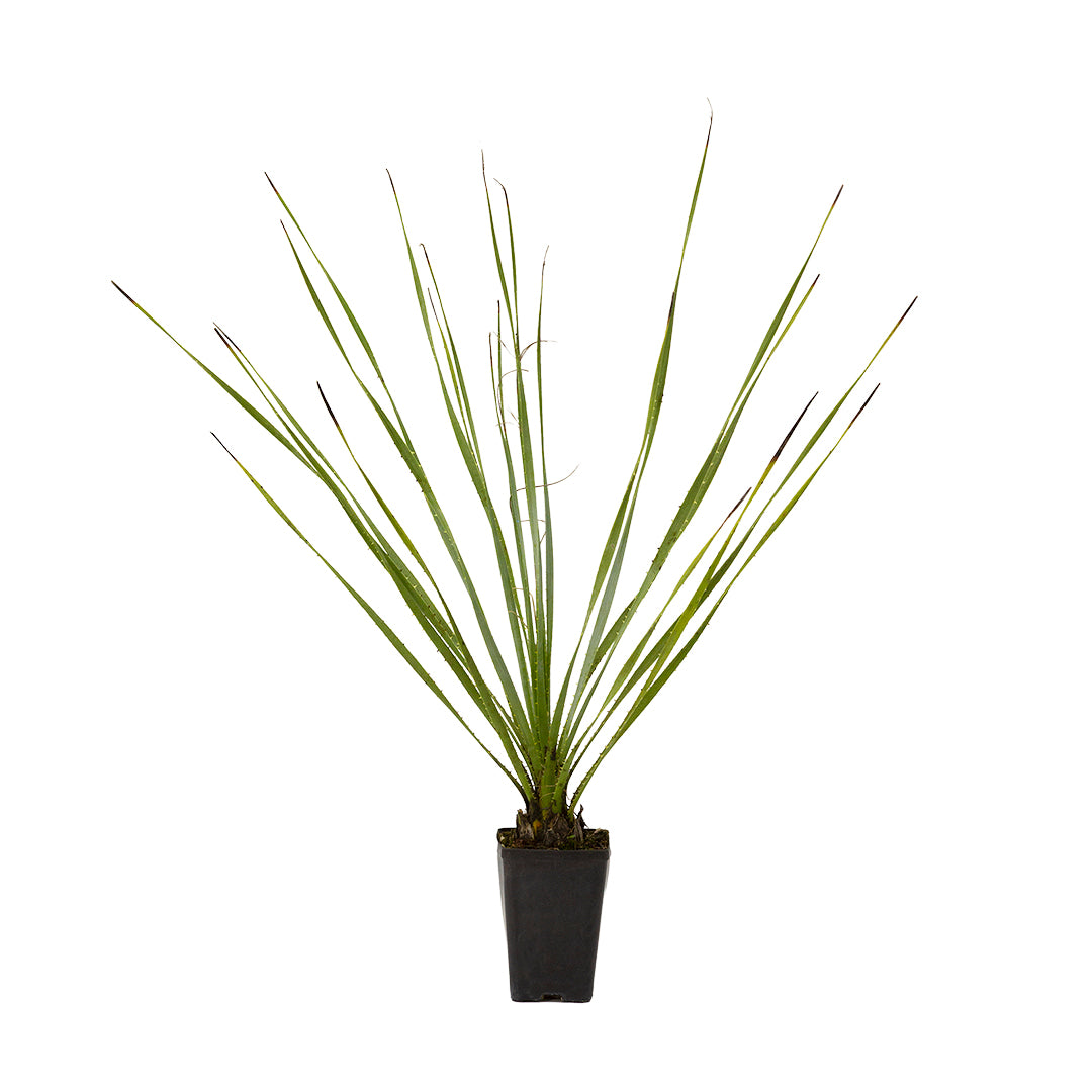Dasylirion serratifolium - dasilirio (Vaso quadro)
