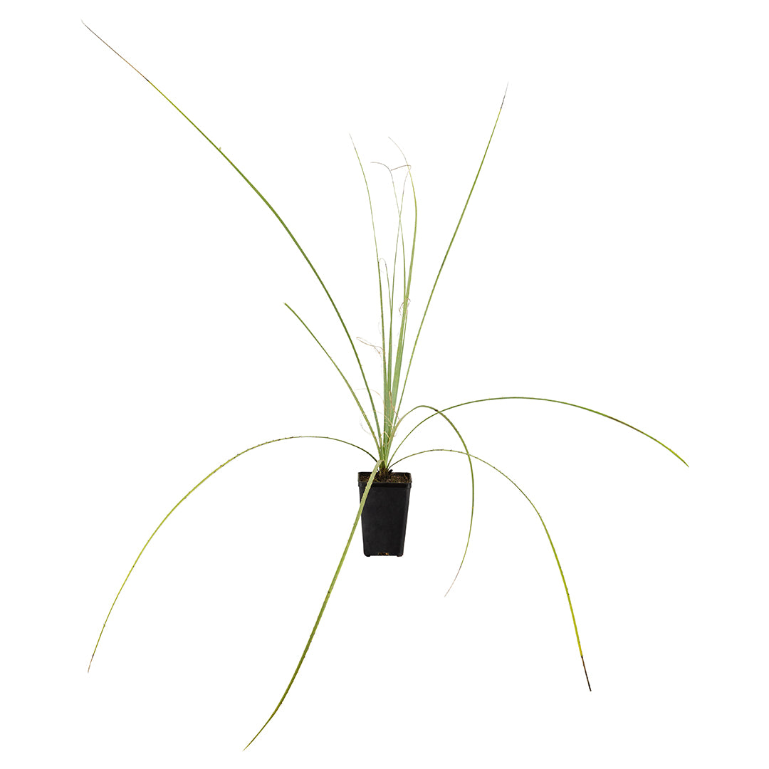 Dasylirion cedrosanum - dasilirio (Vaso quadro 9x9x13 cm)