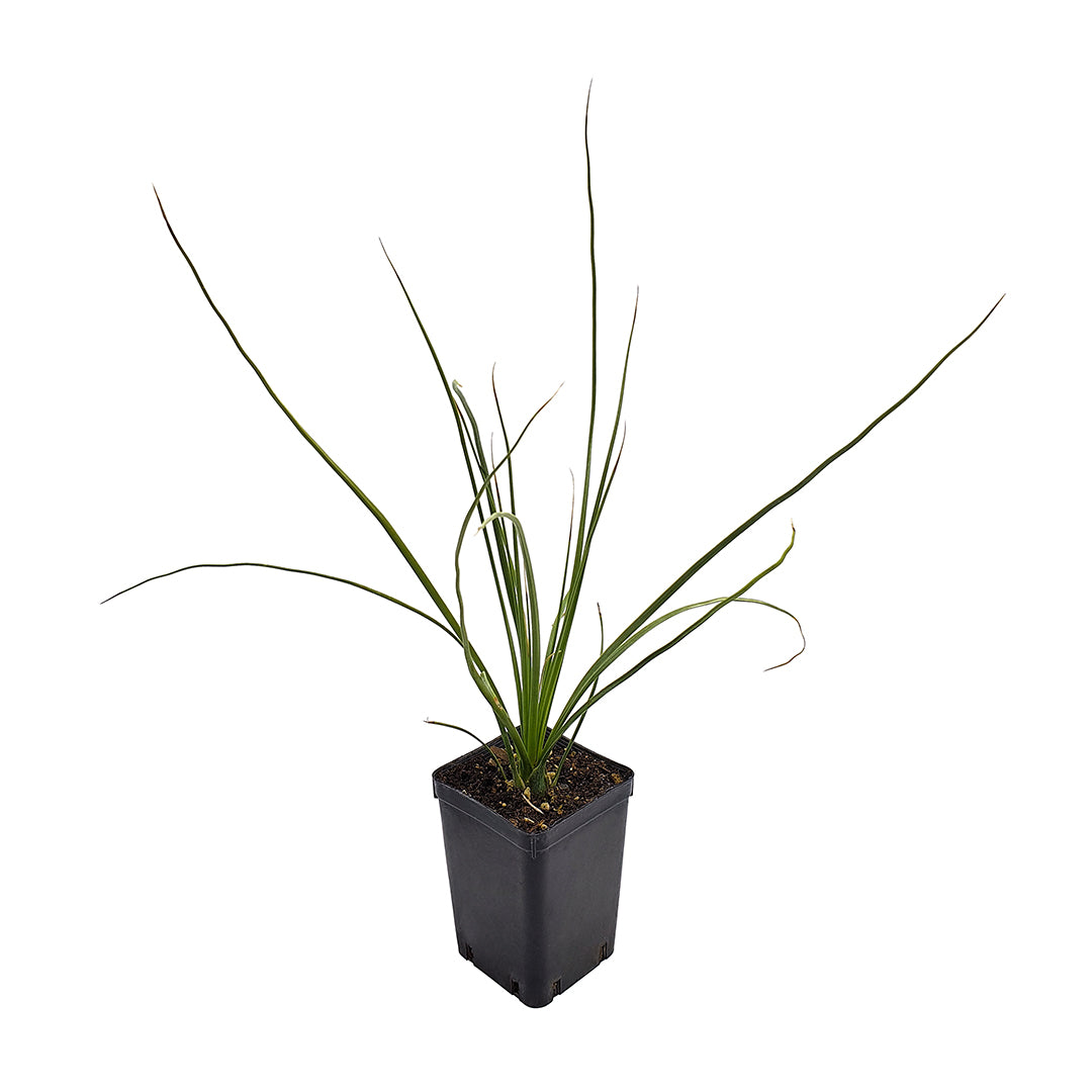Dasylirion longissimum - dasilirio (Vaso quadro 7X7X10 cm)