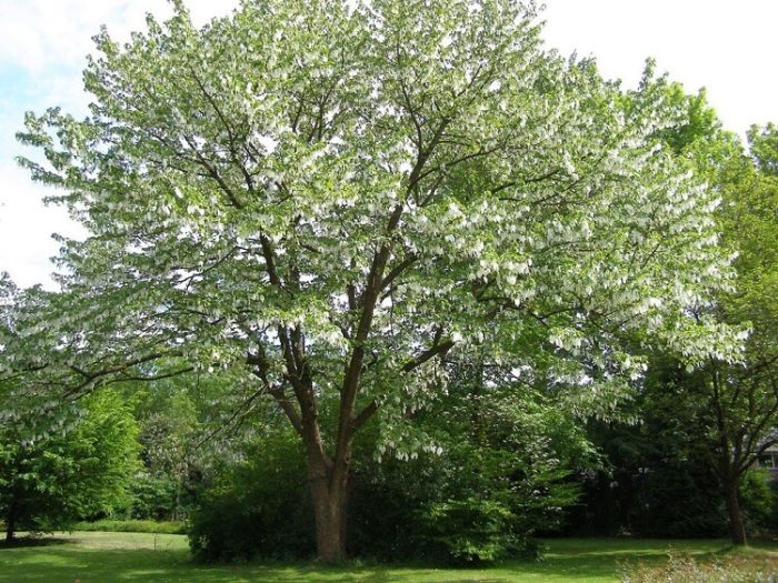 Davidia involucrata - albero dei fazzoletti (Vaso 20 cm)