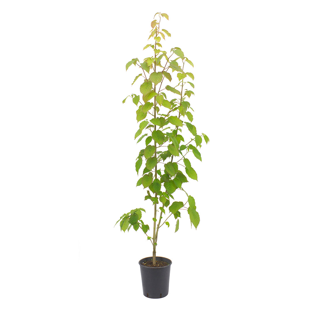 Davidia involucrata - albero dei fazzoletti (Vaso 20 cm)