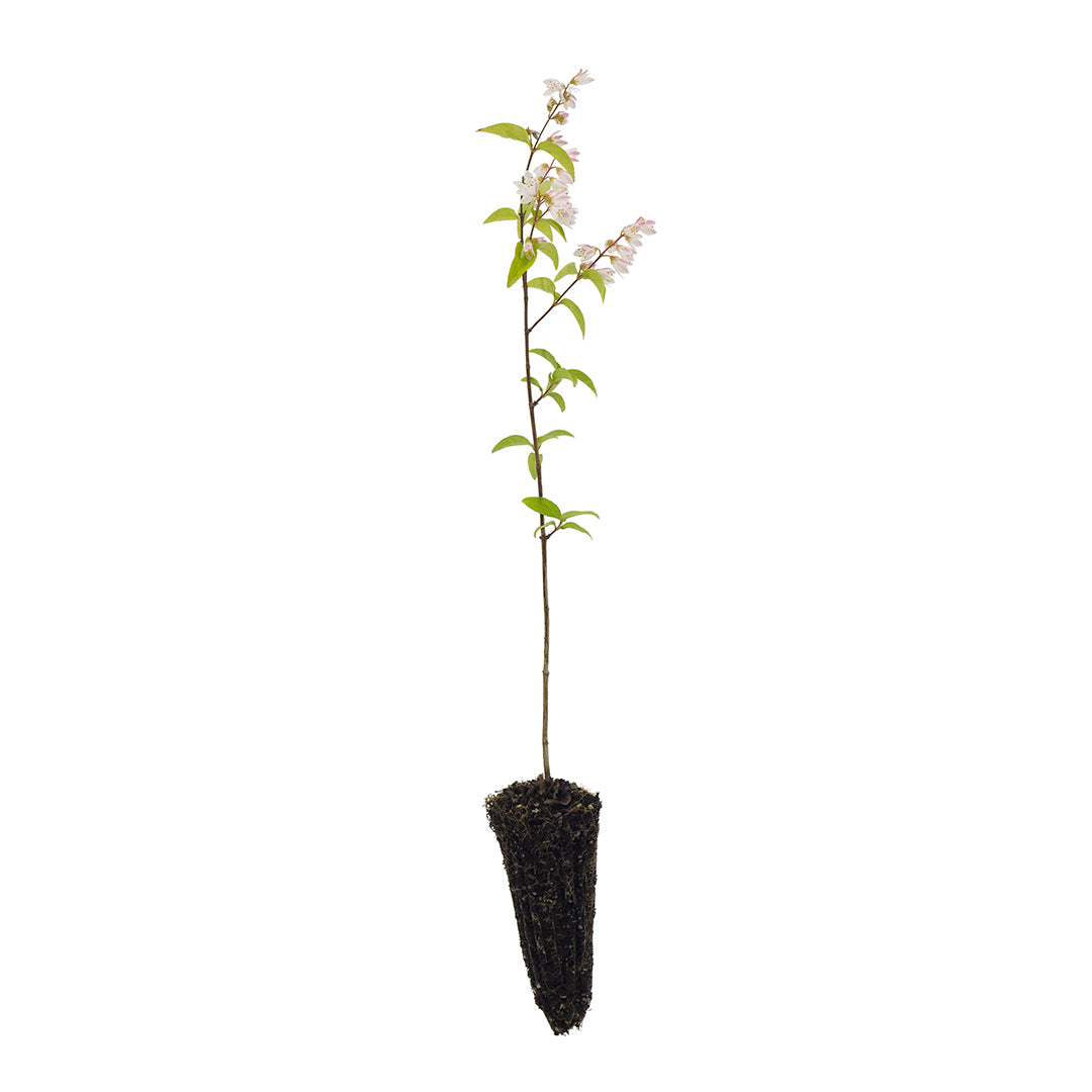 Deutzia gracilis - deuzia (Alveolo forestale)