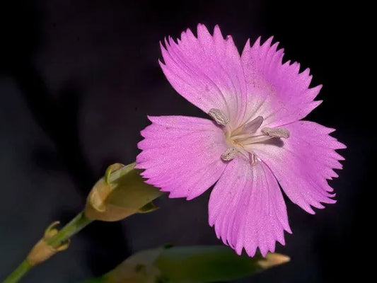 Dianthus longicaulis - garofano selvatico, garofano a fusti lunghi (20 semi)