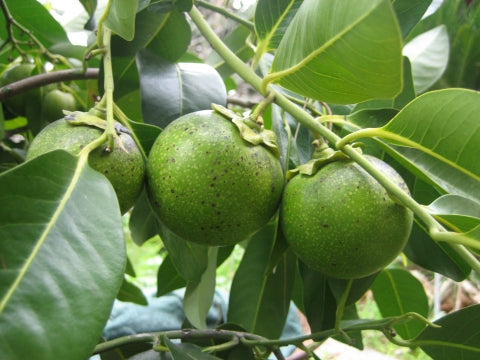 Diospyros digyna - zapote nero (Alveolo forestale)