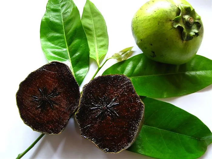 Diospyros digyna - zapote nero (Alveolo forestale)