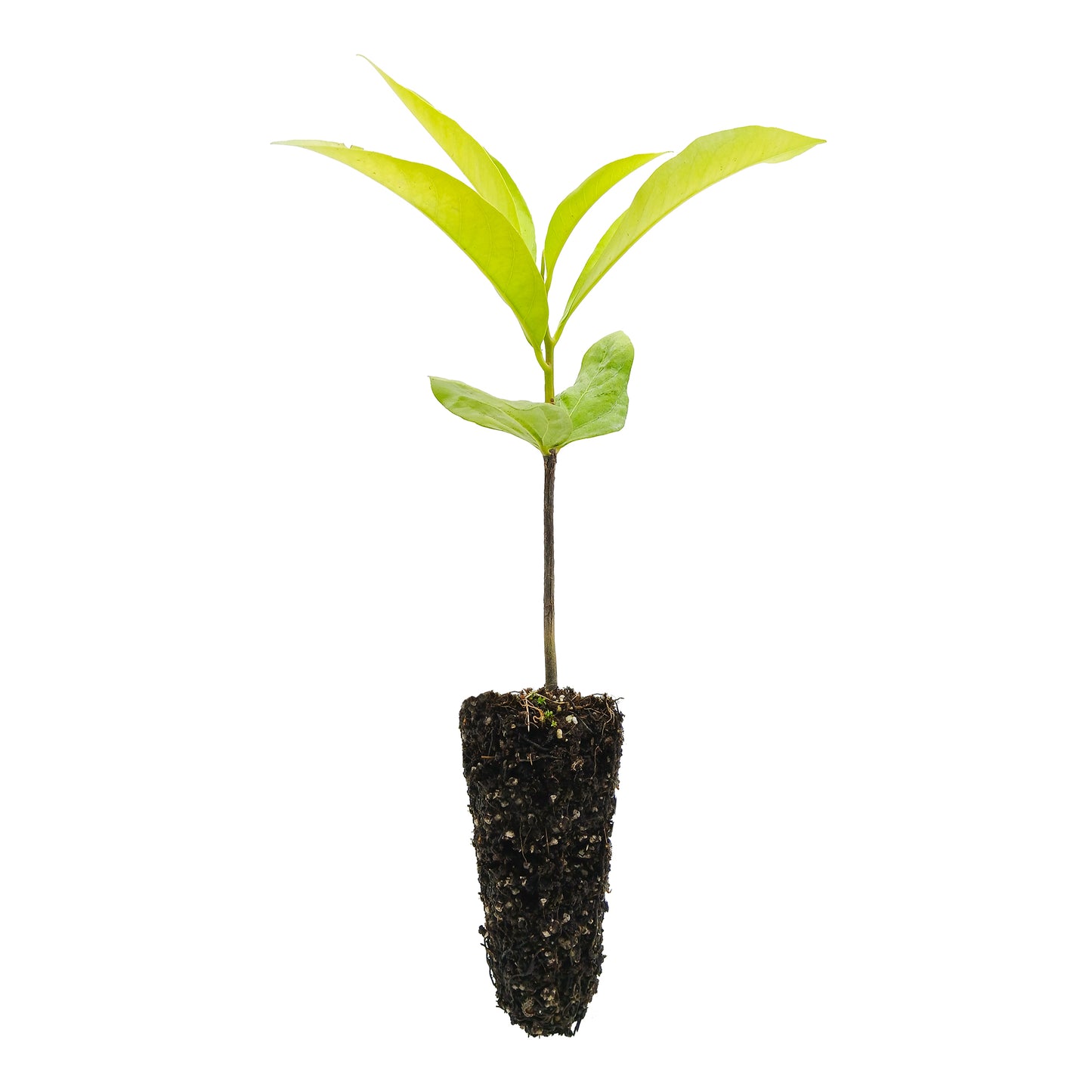 Diospyros digyna - zapote nero (Alveolo forestale)
