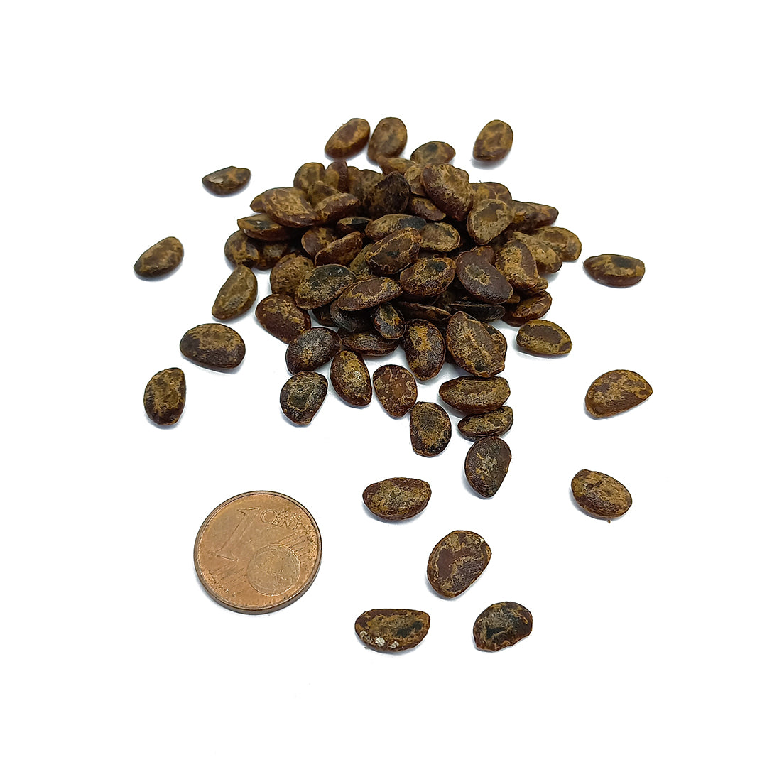 Diospyros lotus - St. Andrew's tree - Seeds 2gr