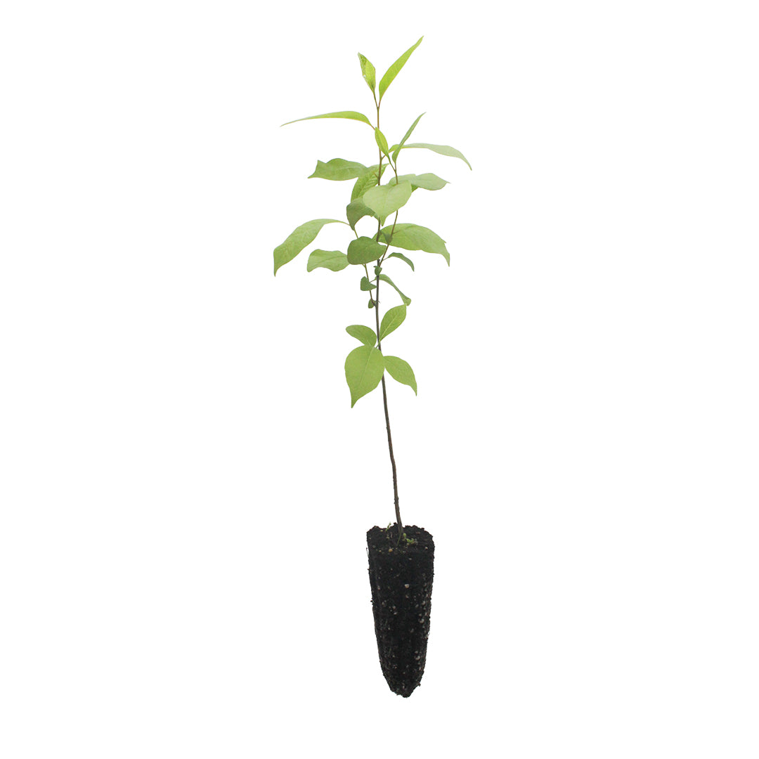 Diospyros virginiana - loto americano (Alveolo forestale)