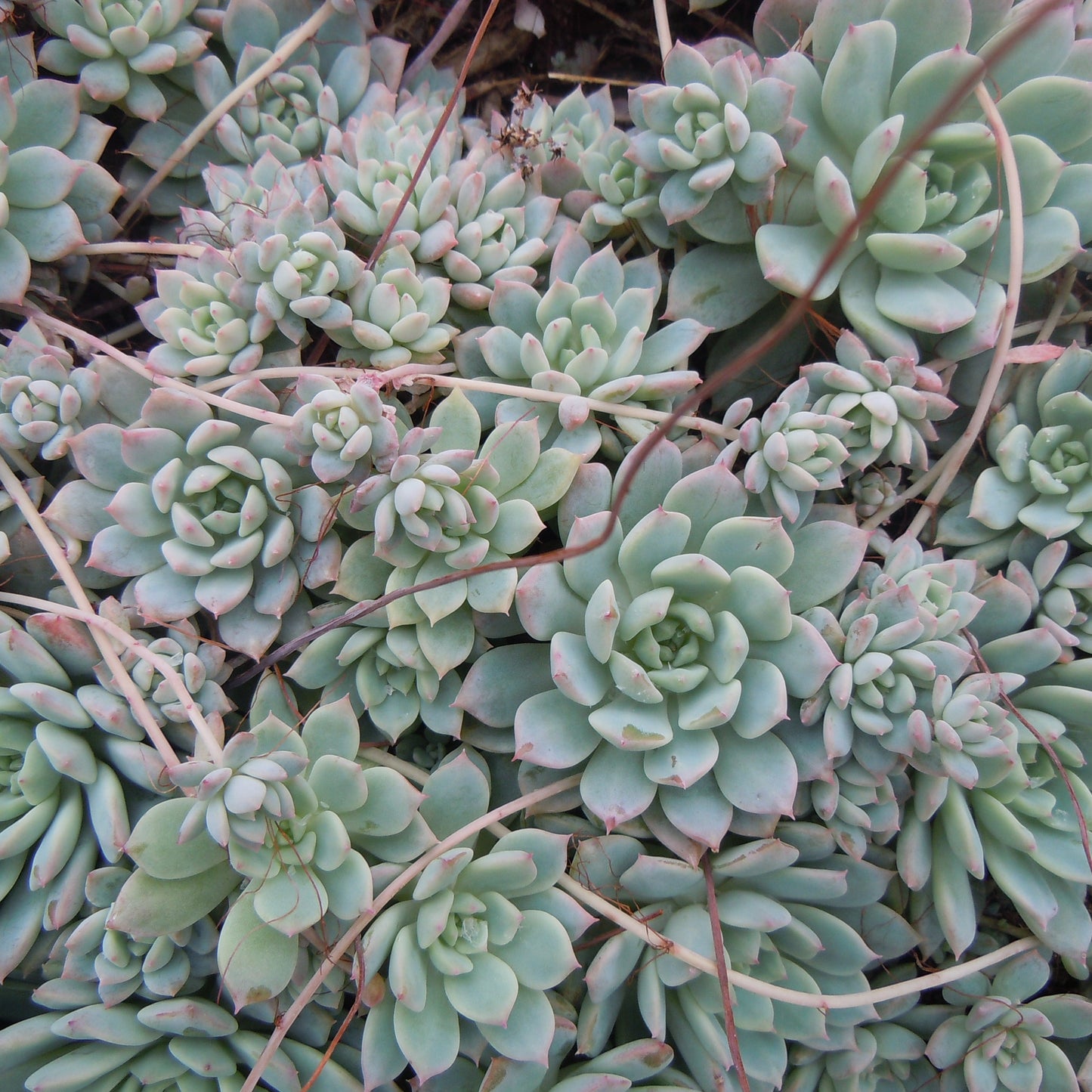 Echeveria prolifica - echeveria cespitosa (Pianta da seminiera)