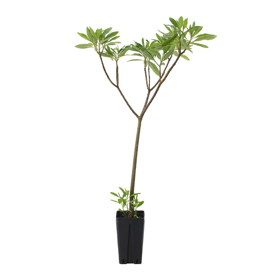 Edgeworthia chrysantha - (Square vase 12x12x20 cm)