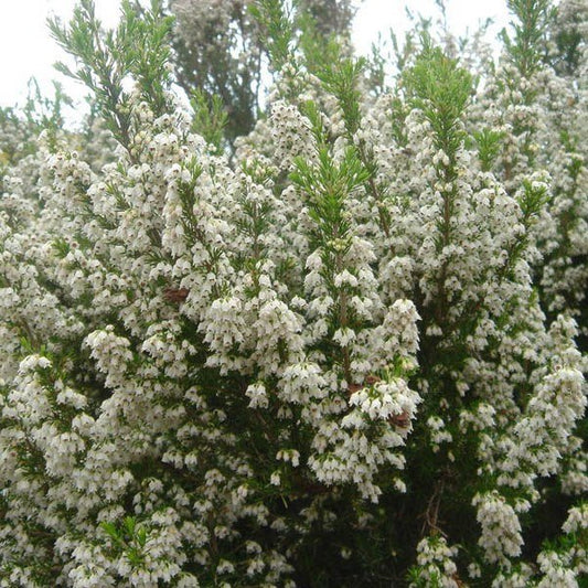 Erica arborea - scopa da bosco (Vaso quadro 9x9x13 cm)