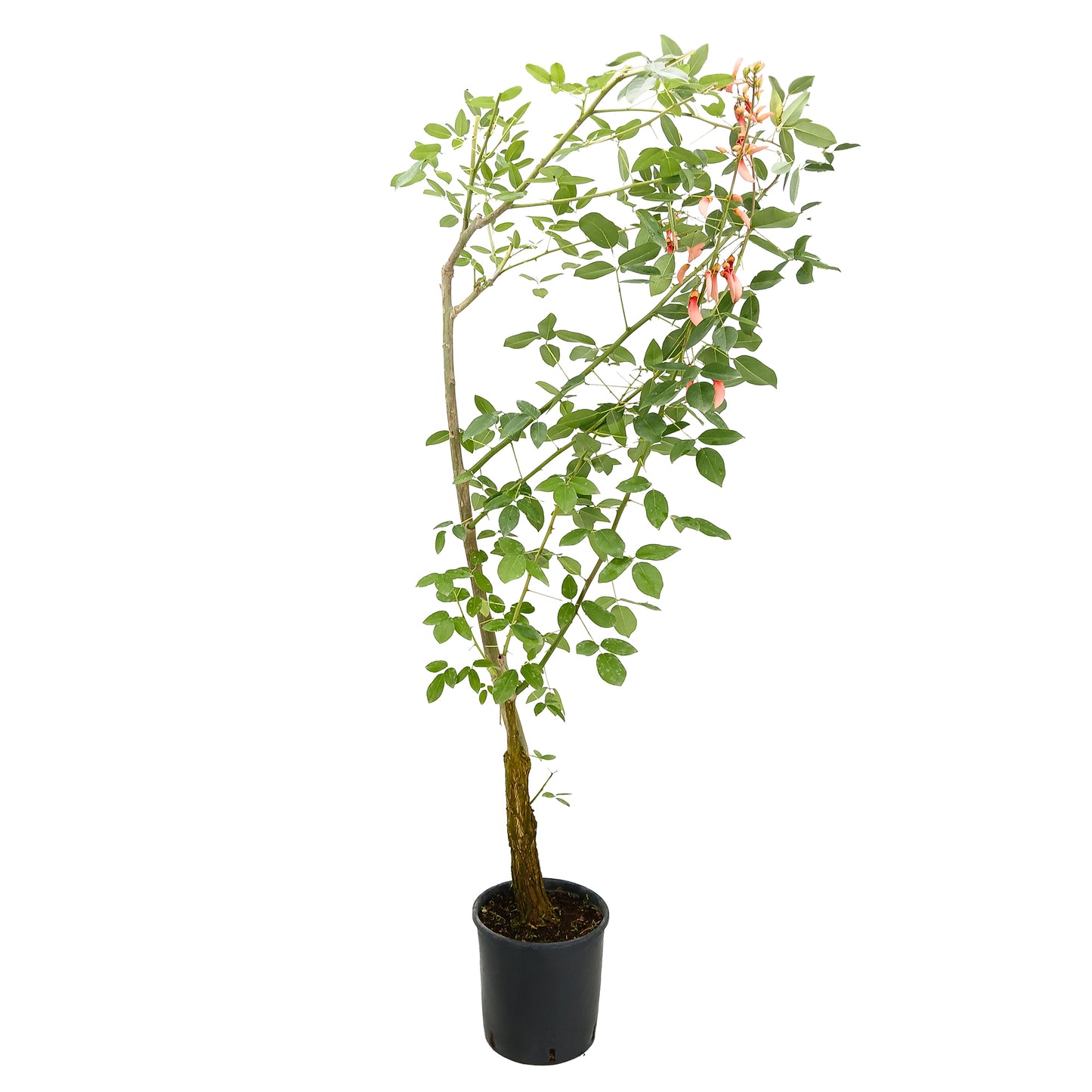 Erythrina dominguezii rosa - albero cresta del gallo fiori rosa (Vaso 24 cm)