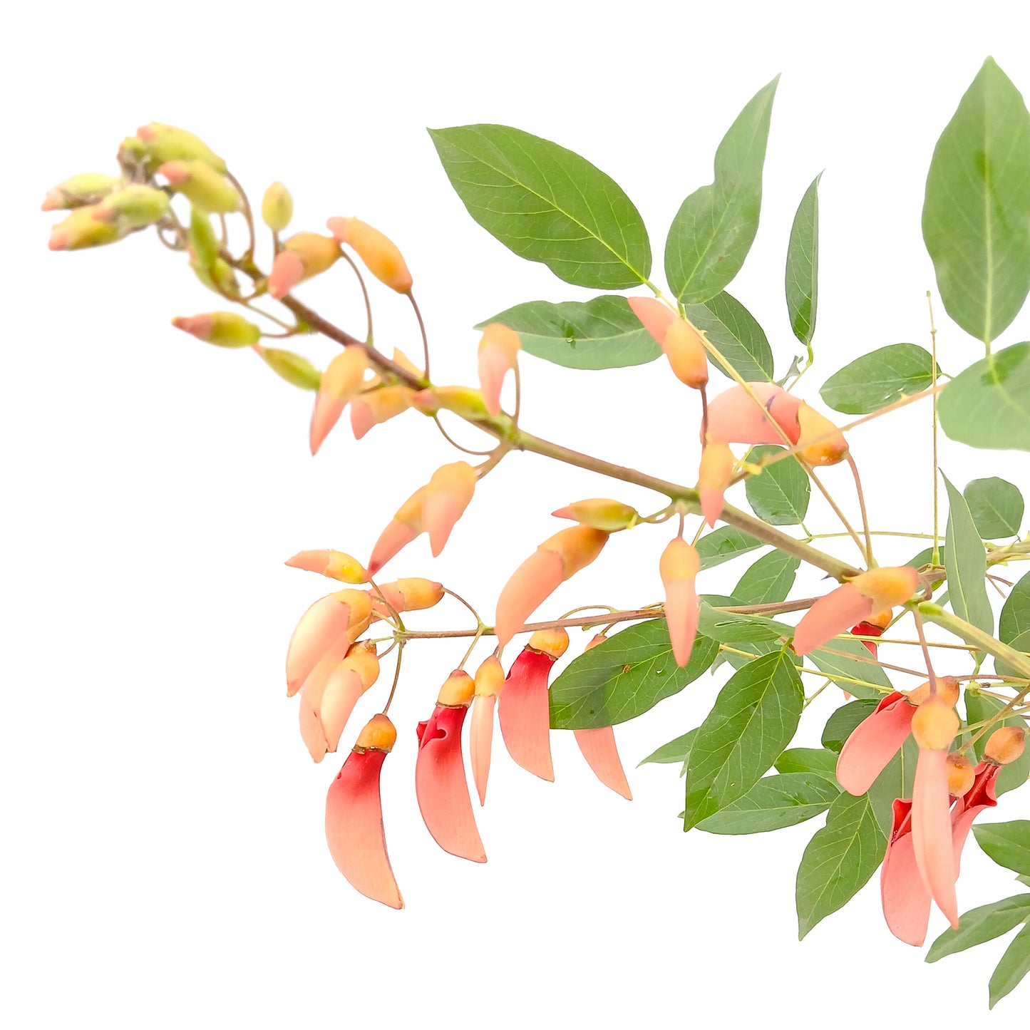 Erythrina dominguezii rosa - albero cresta del gallo fiori rosa (Vaso 24 cm)