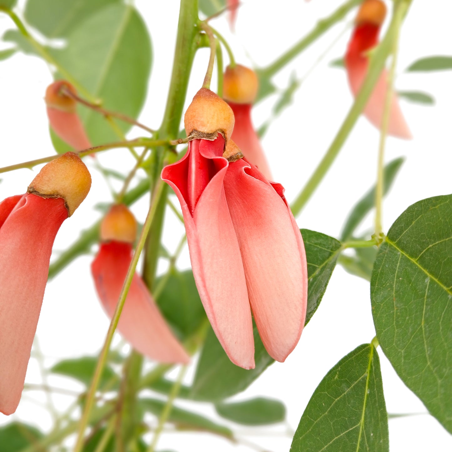 Erythrina dominguezii rosa - albero cresta del gallo fiori rosa (Vaso 24 cm)