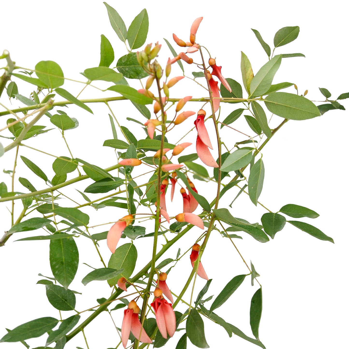 Erythrina dominguezii rosa - albero cresta del gallo fiori rosa (Vaso 24 cm)