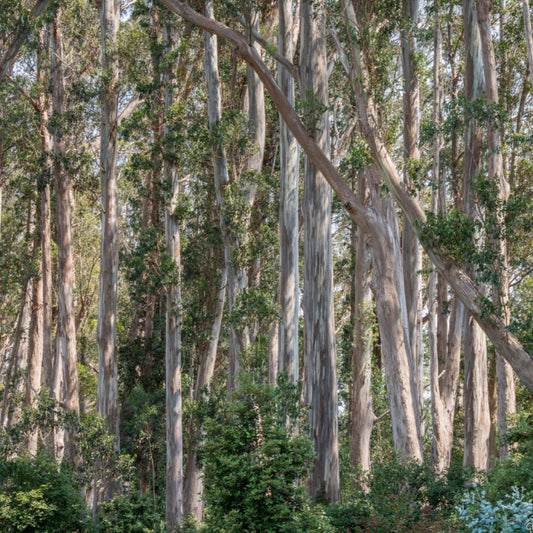 Eucalyptus globulus - blue eucalyptus - Seeds 0.5gr
