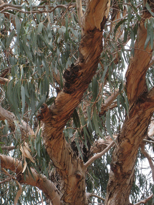 Eucalyptus bicostata - eucalipto blu (20 semi)
