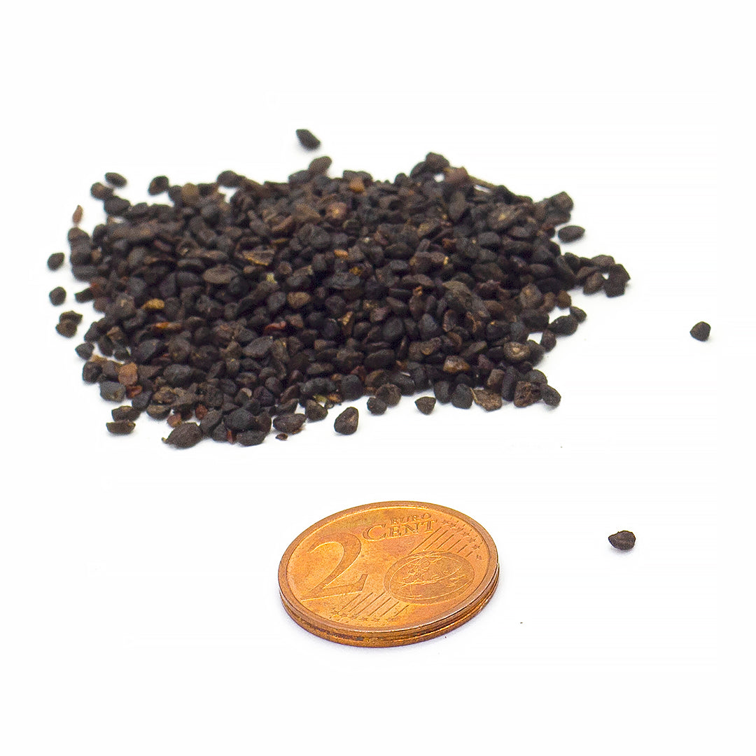 Eucalyptus globulus - eucalipto blu - Semi 0,5gr