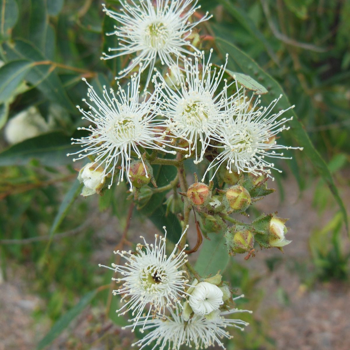 Eucalyptus globulus - Eucalipto argentato (Alveolo forestale)