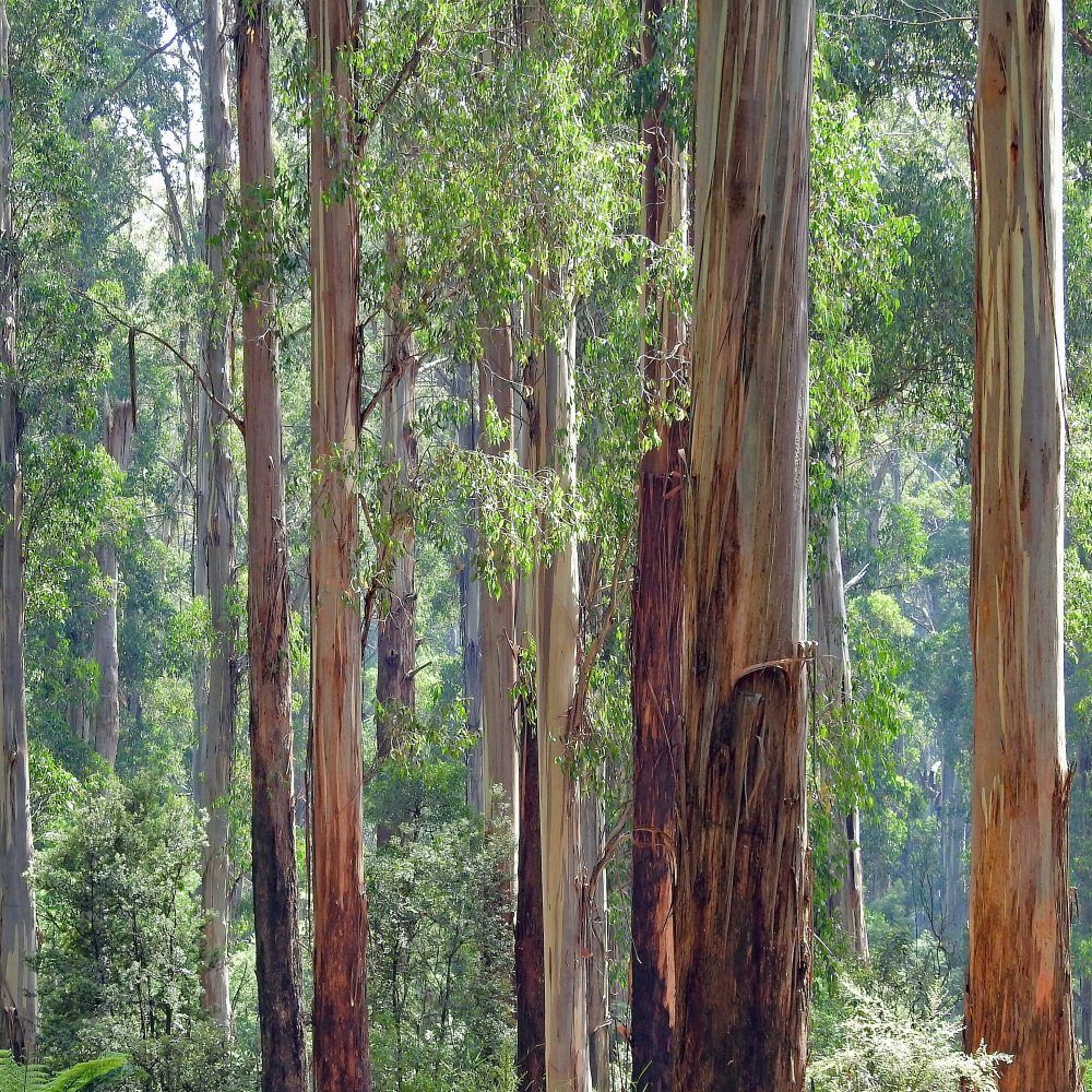 Eucalyptus globulus - Eucalipto argentato (Alveolo forestale)