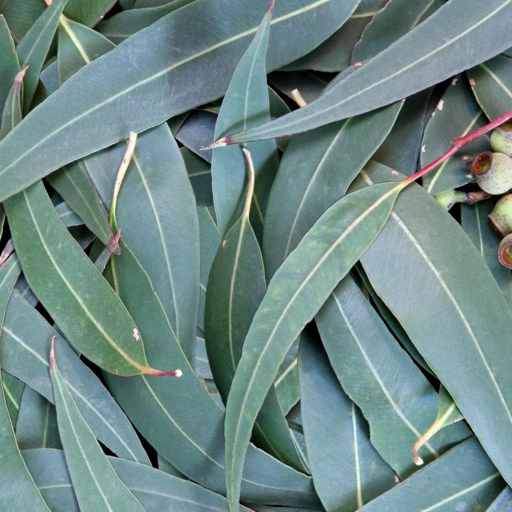 Eucalyptus globulus - Eucalipto argentato (Alveolo forestale)