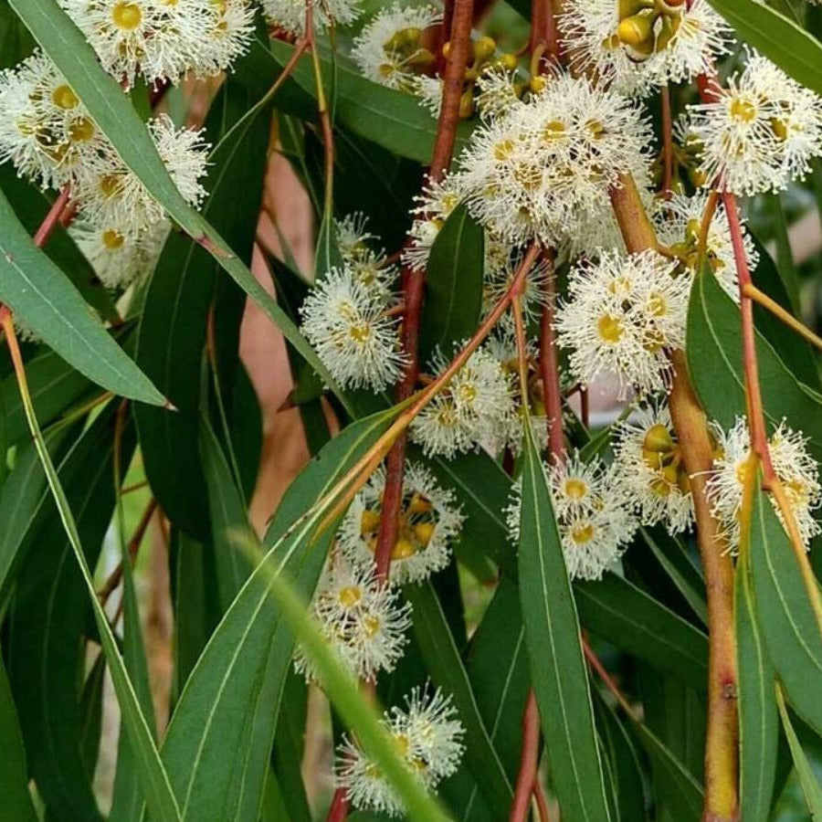 Eucalyptus nicholii - eucalipto aromatico (Vaso quadro 9x9x20 cm)