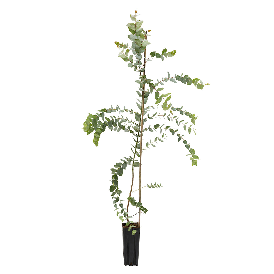 Eucalyptus cinerea - dollaro d'argento (Vaso quadro 9x9x20 cm)
