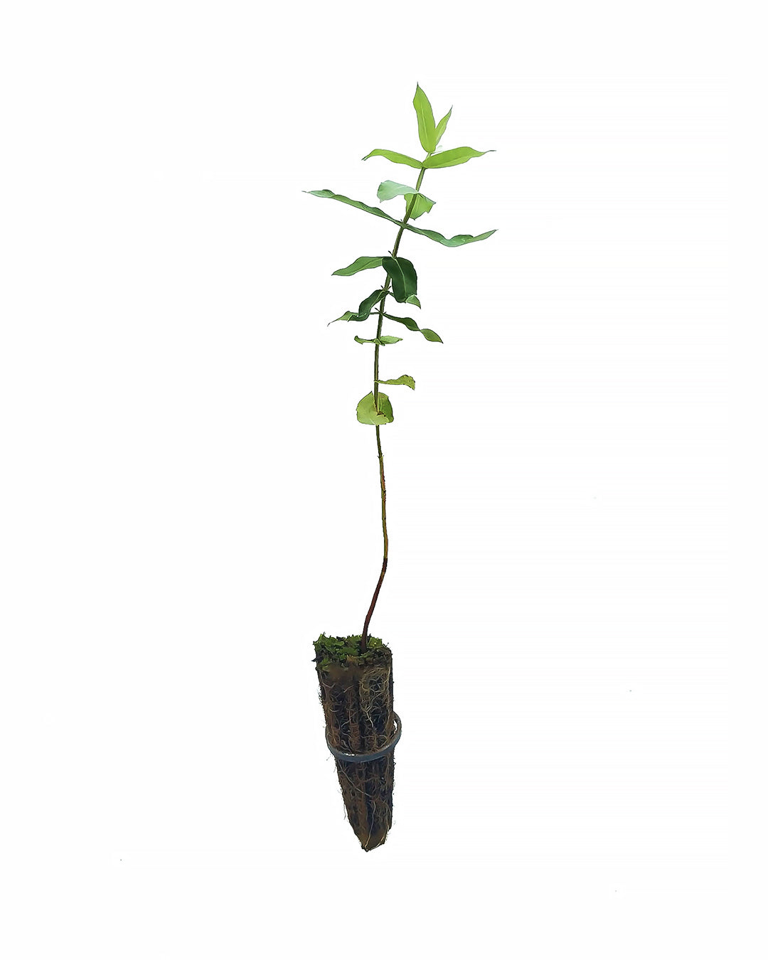 Eucalyptus globulus - Eucalipto argentato (Alveolo forestale)