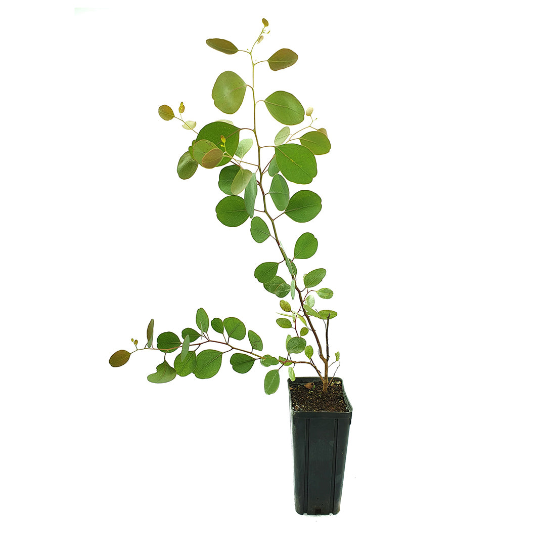 Eucalyptus populus - eucalipto a foglie di pioppo (Vaso quadro 9x9x20 cm)