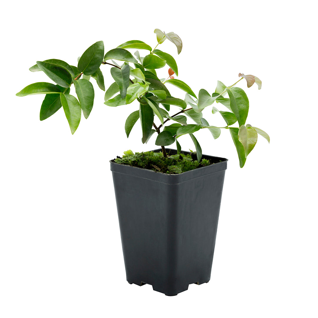 Eugenia uniflora - Ciliegia del Brasile Pitanga (Vaso quadro 9x9x13 cm)