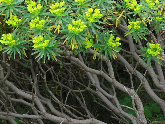 Euphorbia dendroides - euforbia arborea (Vaso quadro 7x7x10 cm)