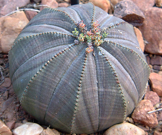 Euphorbia obesa - euforbia (Vaso quadro 7x7x10 cm)