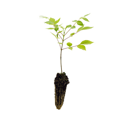 Evodia (sin. Tetradium) danielli - albero del miele (Alveolo forestale)