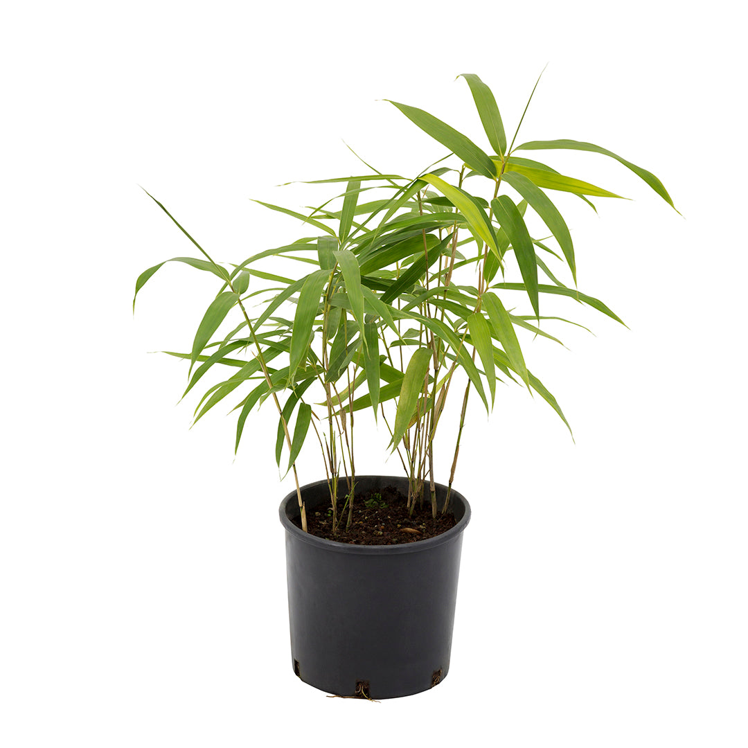 Fargesia murielae 'Rufa' - bamboo nano (Vaso 18 cm)