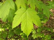 Acer pseudoplatanus - acero di monte (Alveolo forestale)