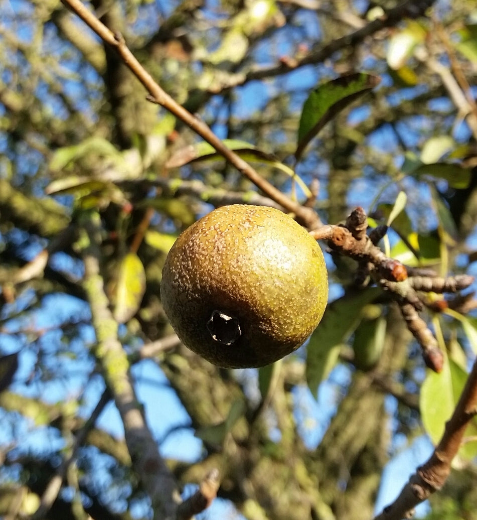 Pyrus amygdaliformis - pero mandorlino (Alveolo forestale)