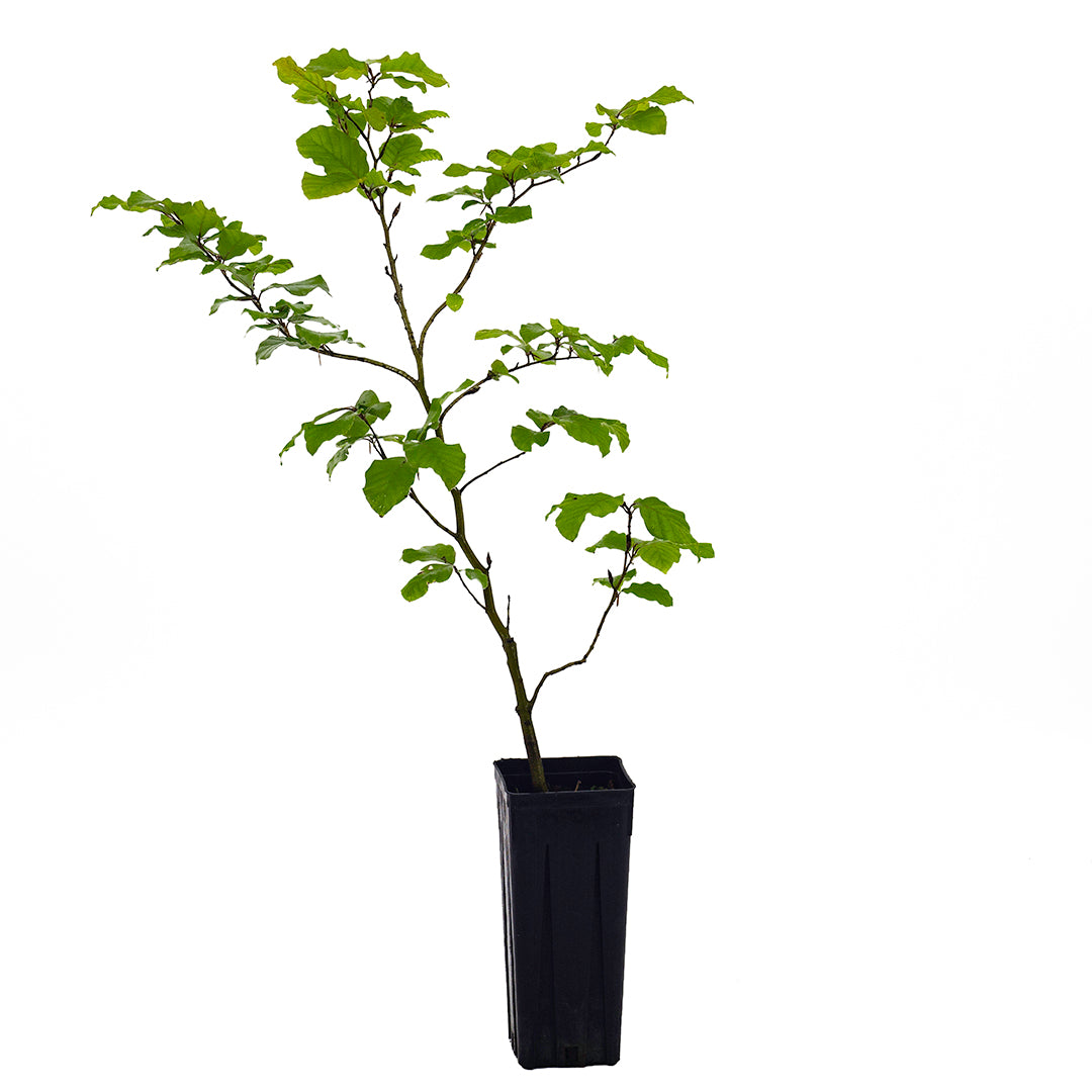 Fagus sylvatica - European beech (Square vase 9x9x20 cm)