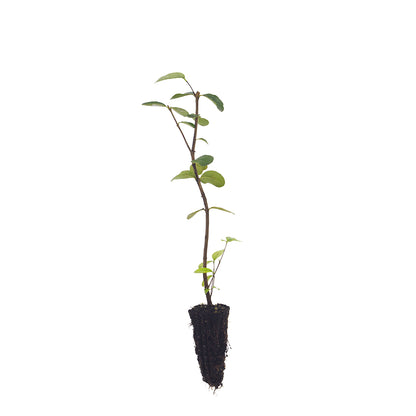 Feijoa sellowiana - fejoa (Alveolo forestale)