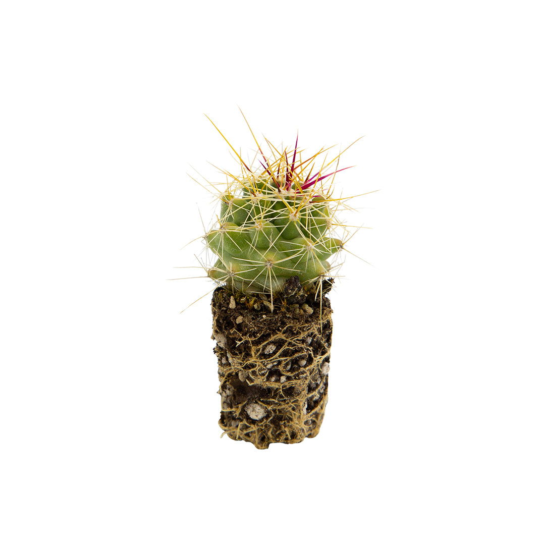 Ferocactus hamatacanthus - ferocactus (Alveolino)