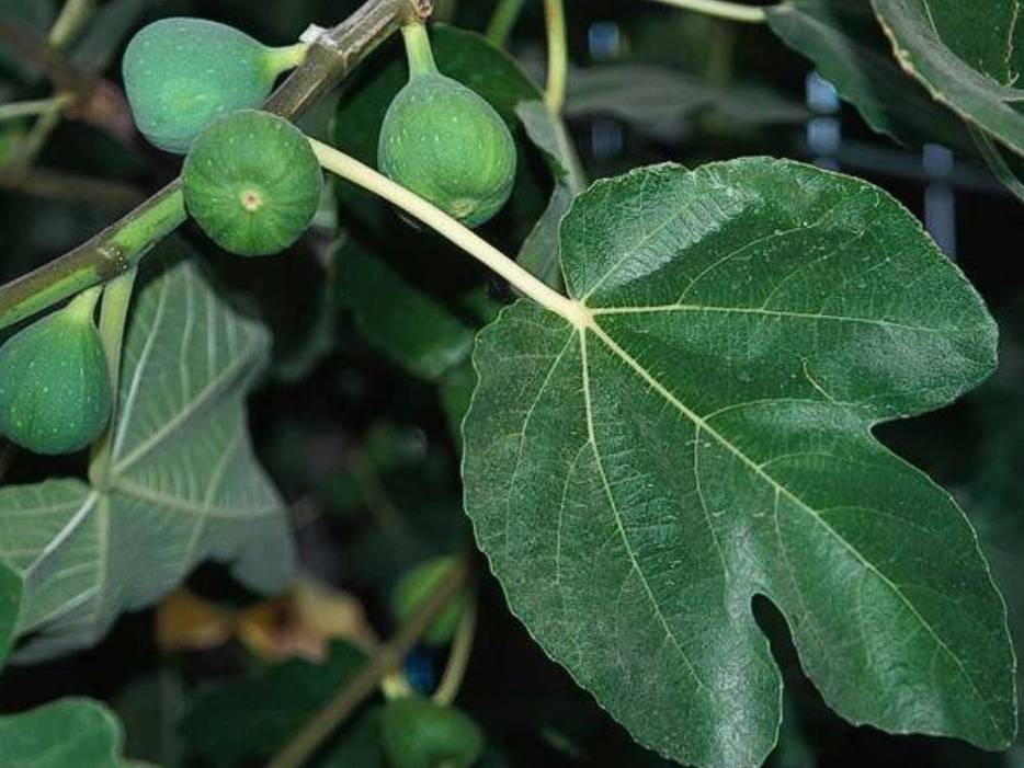 Ficus carica - fruit fig (18 cm pot)