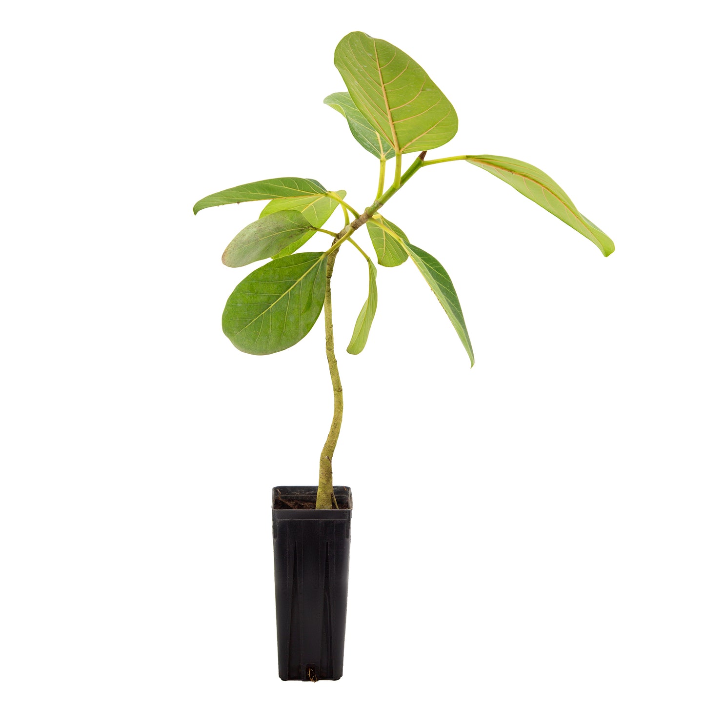 Ficus benghalensis MDB 65 - banyan tree- ficus dea Kalì (Vaso quadro 9x9x20 cm)