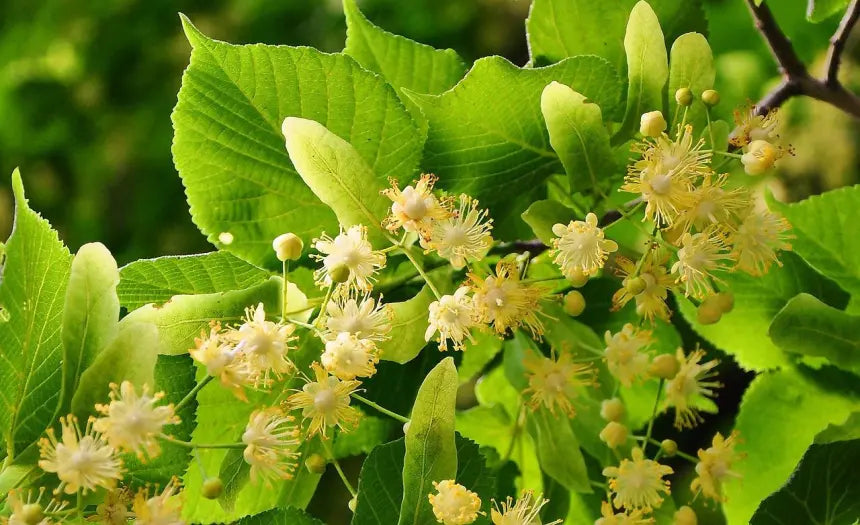 Tilia cordata - wild lime tree (Square vase 9x9x20 cm)
