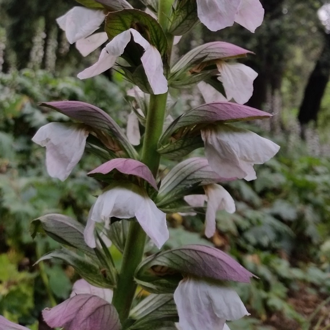Acanthus mollis - acanthus - 7 Seeds