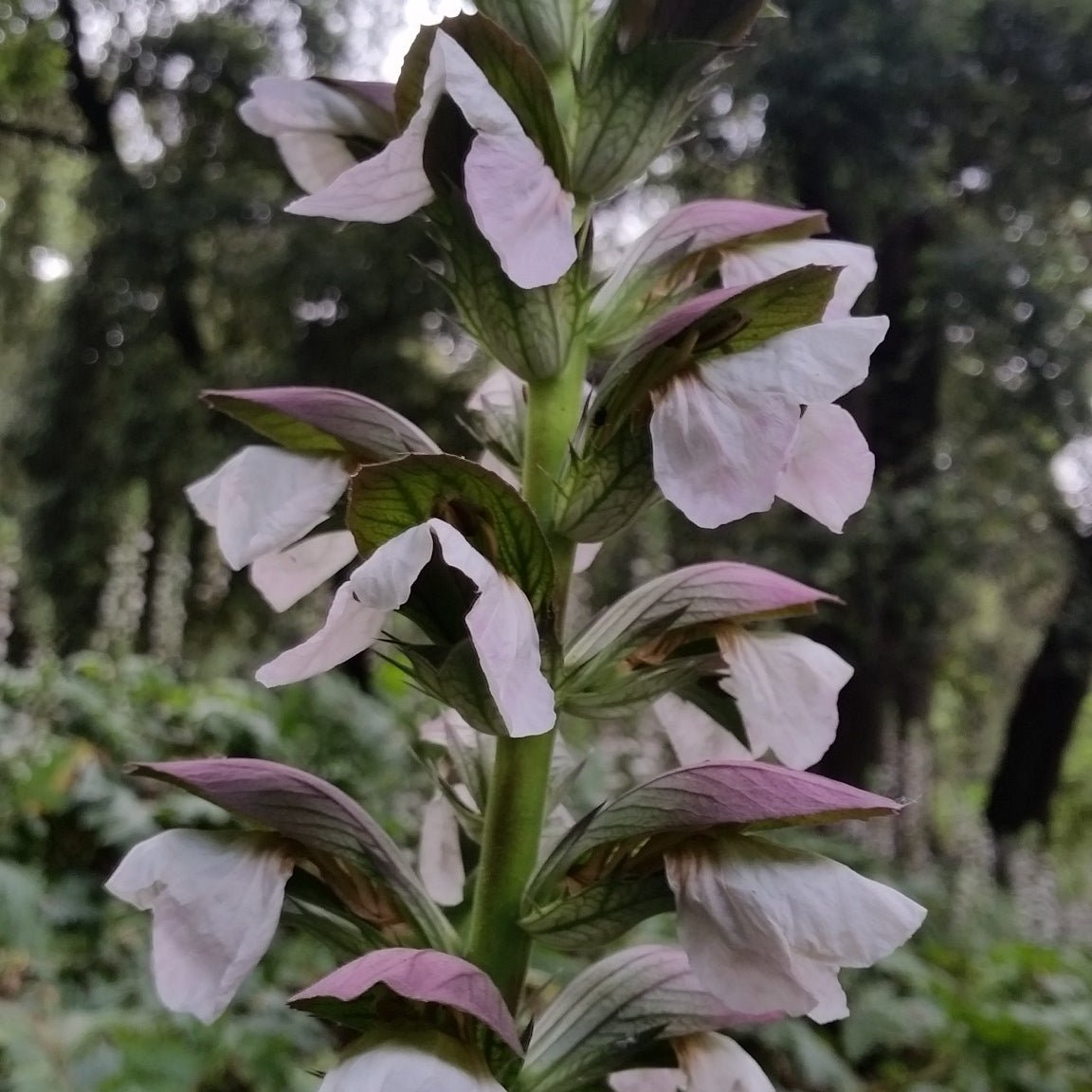 Acanthus mollis - acanthus (Square vase 9x9x13 cm)
