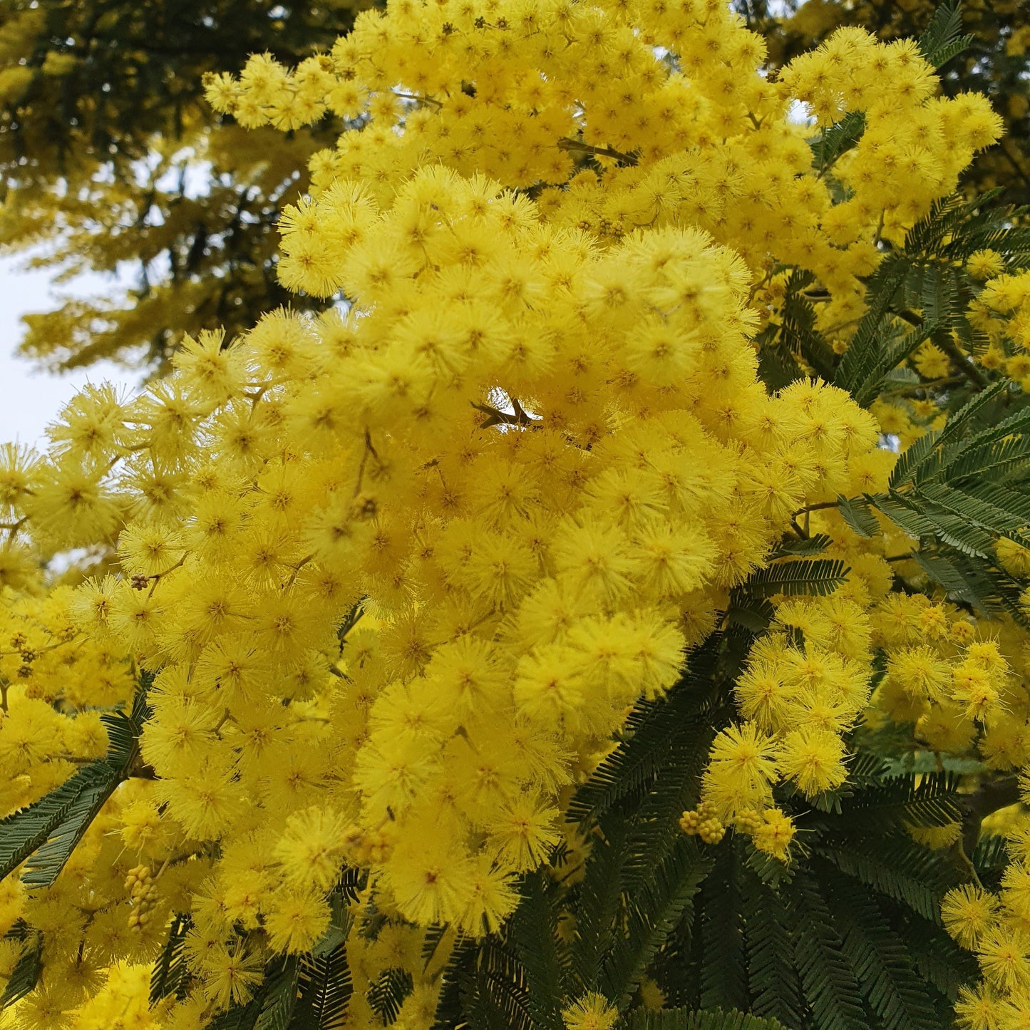 Acacia Dealbata - mimosa (Alveolo Forestale)
