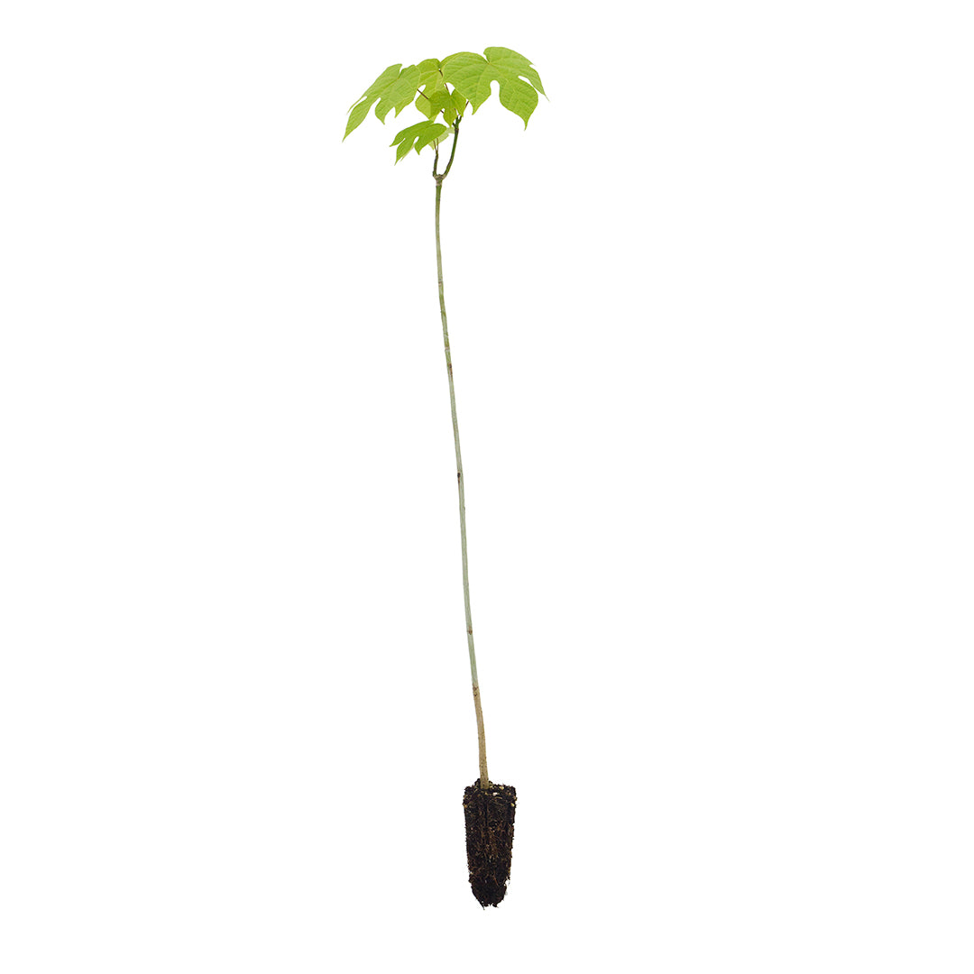 Firmiana simplex - albero dei parasoli (Alveolo forestale)