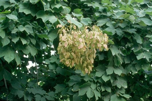 Firmiana simplex - albero dei parasoli (Alveolo forestale)