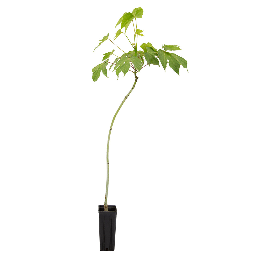 Firmiana simplex - albero dei parasoli (Vaso quadro 9x9x20 cm)